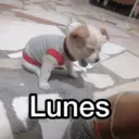 Lunes 😎 8