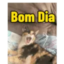 Minhas figurinhas 20