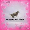 Amor 11