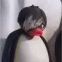 Di cria 7