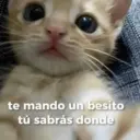 😻 MICHIS RANDOMS 3 😸 2