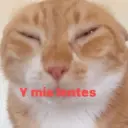 😻 MICHIS RANDOMS 3 😸 9