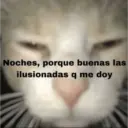 😻 MICHIS RANDOMS 3 😸 10