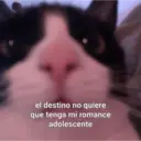 😻 MICHIS RANDOMS 3 😸 11