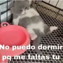 😻 MICHIS RANDOMS 3 😸 13