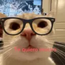 😻 MICHIS RANDOMS 3 😸 14
