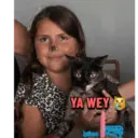Holis 5