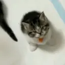Hehe 11
