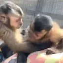 Monitos amorosos🥰❤️💖✨🙈🍌  1