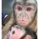 Monitos amorosos🥰❤️💖✨🙈🍌  3