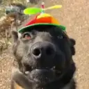 🗣️TikTok perros Pal chat🐶🐾🐕 7