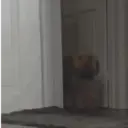 🗣️TikTok perros Pal chat🐶🐾🐕 9