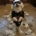 🗣️TikTok perros Pal chat🐶🐾🐕 11