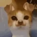 🗣️TikTok perros Pal chat🐶🐾🐕 13