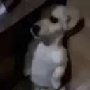 🗣️TikTok perros Pal chat🐶🐾🐕 15