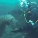 Peces marinos 9