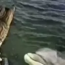Peces marinos 16