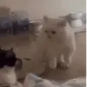Animais 7