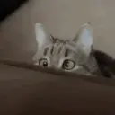 Gato | cat 🐈 8