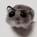 ❦̷ ⃝⃔❤⃪ᭂƘ⃪Cɦeᥲ𝛛ᥲ᬴᭄⃕͜
Hamster 14