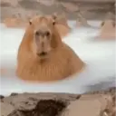 Reações animais  7