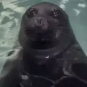 Reações animais  10