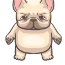 Dog 13