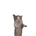 Gatinho 6