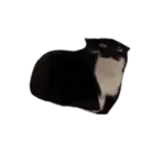 Gatinho 10