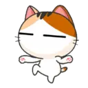 Gatinho 14