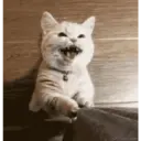 Gatinho 16