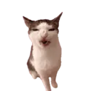 Gatinho 22