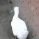 Random Pato🦆 6