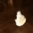 Random Pato🦆 10