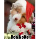 Bom dia de natal  6