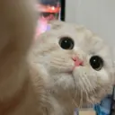Gatitos 1