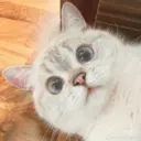 Gatitos 2
