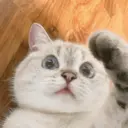 Gatitos 3