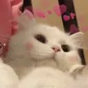 Gatitos 5