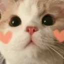 Gatitos 9