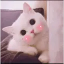 Gatitos 10