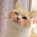 Gatitos 11