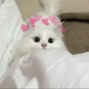 Gatitos 12