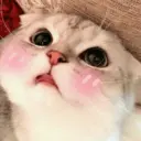 Gatitos 13