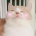 Gatitos 14