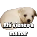 Doges 4.0 2