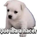 Doges 4.0 3