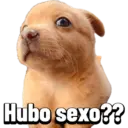 Doges 4.0 4