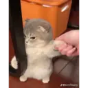 Kucing 3