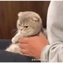 Kucing 4